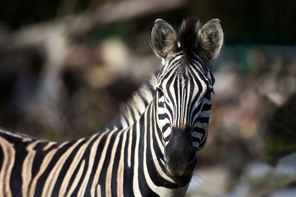 Antwerpen zoo met overnachting